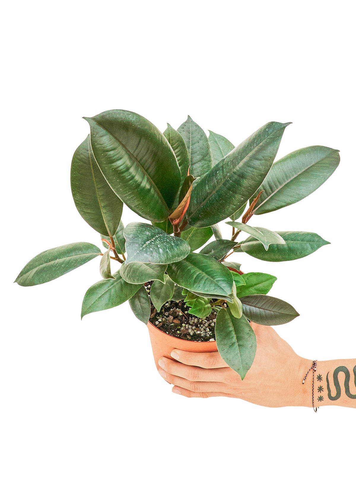 Rubber Tree, Medium - growthings plant co.