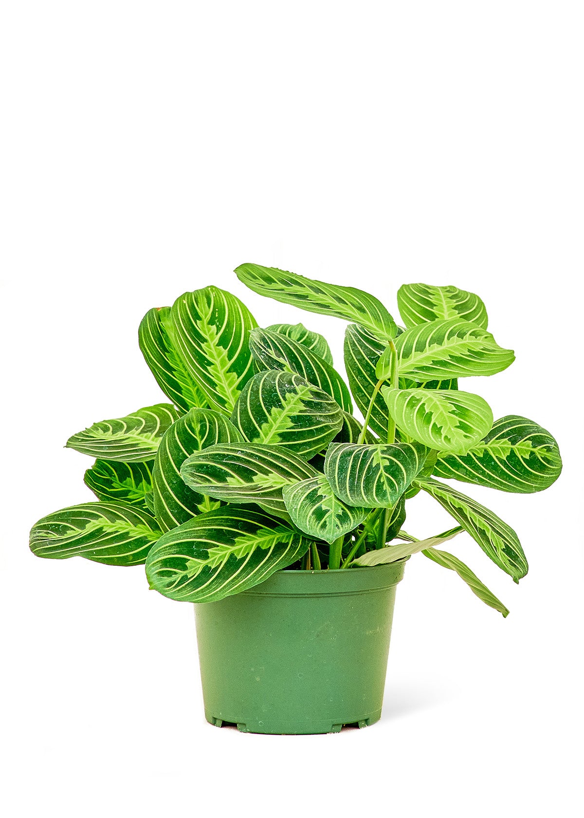 Prayer Plant 'Beauty Kim', Medium - growthings plant co.