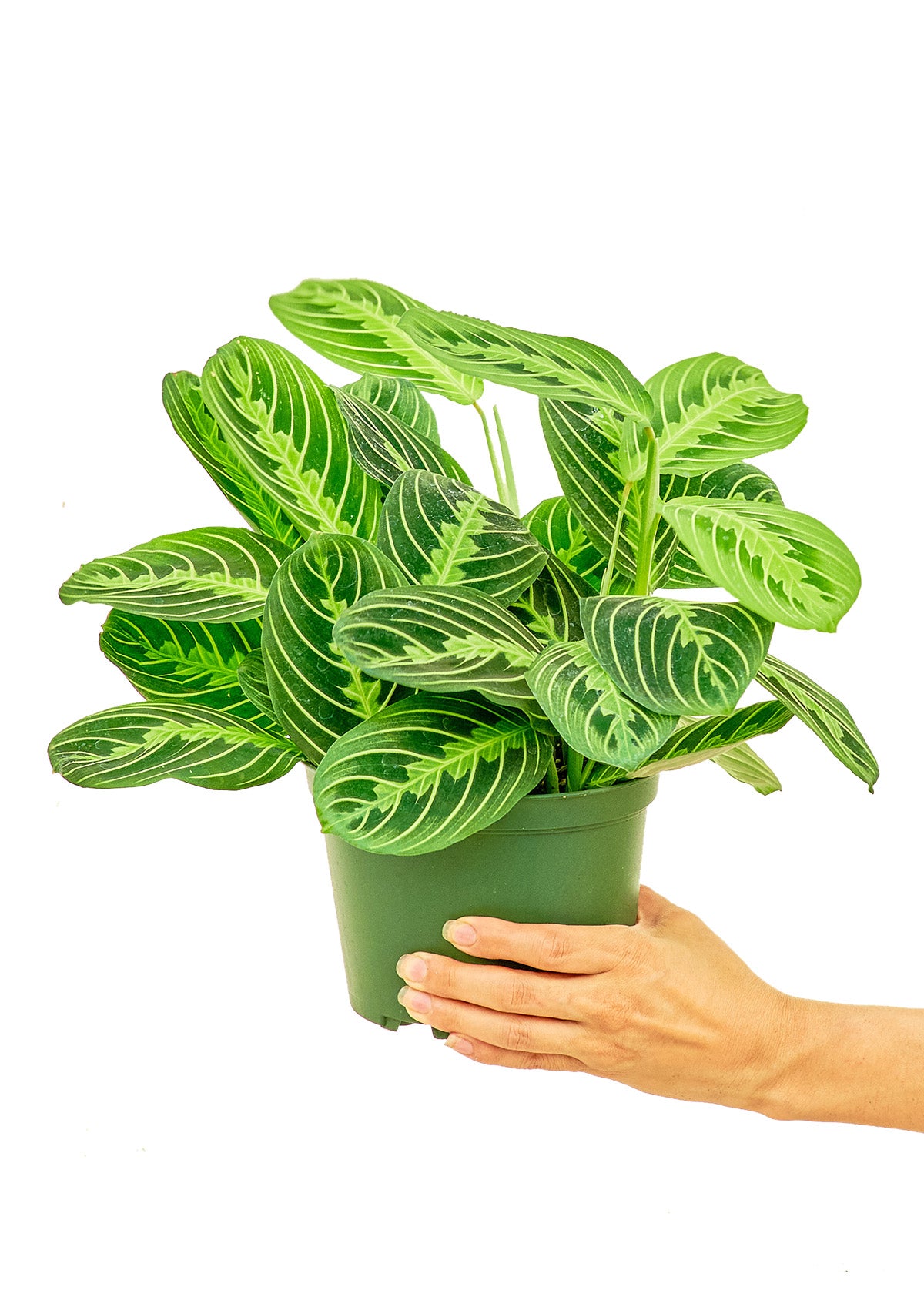 Prayer Plant 'Beauty Kim', Medium - growthings plant co.