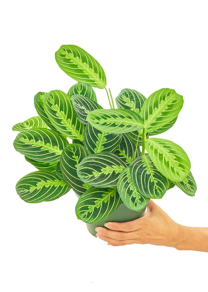 Prayer Plant 'Beauty Kim', Medium - growthings plant co.