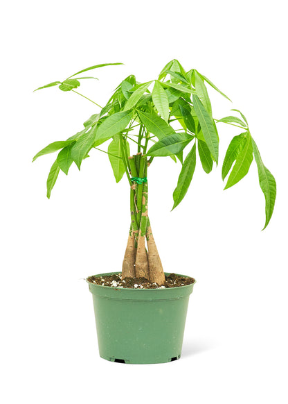 Braided Money Tree, Medium - growthings plant co.