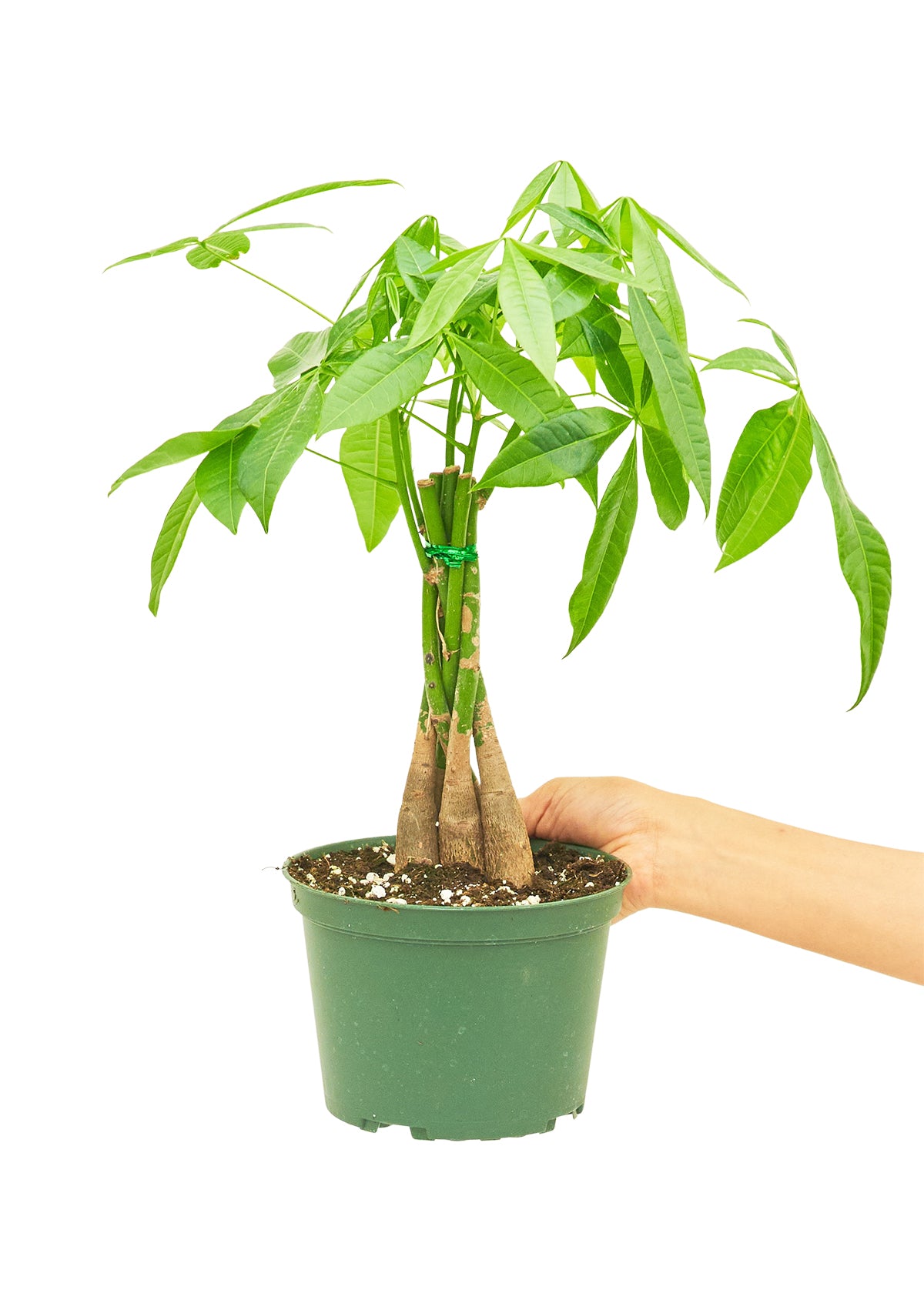 Braided Money Tree, Medium - growthings plant co.