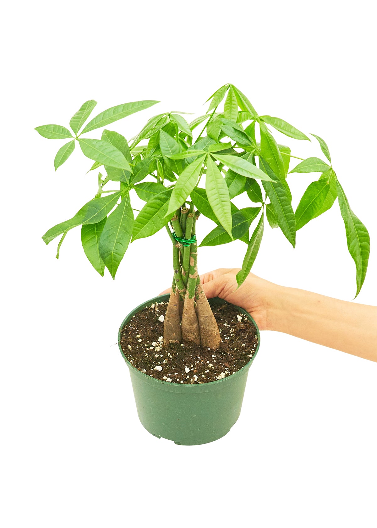 Braided Money Tree, Medium - growthings plant co.