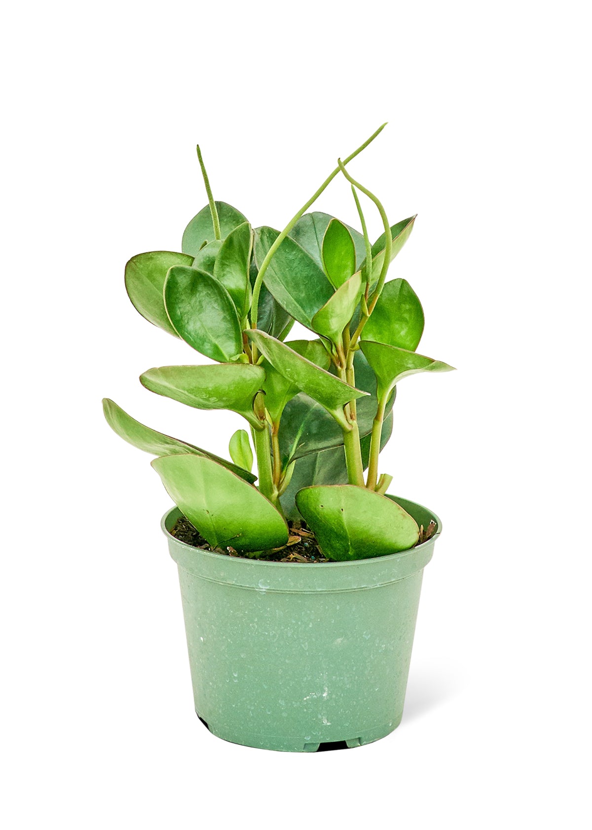 Baby Rubber Plant, Medium - growthings plant co.