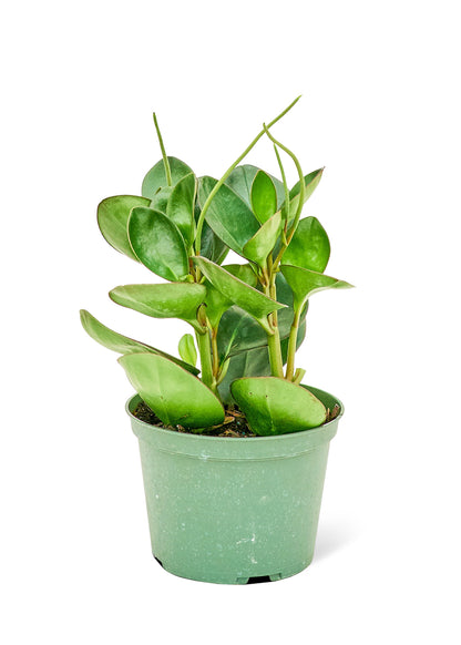 Baby Rubber Plant, Medium - growthings plant co.