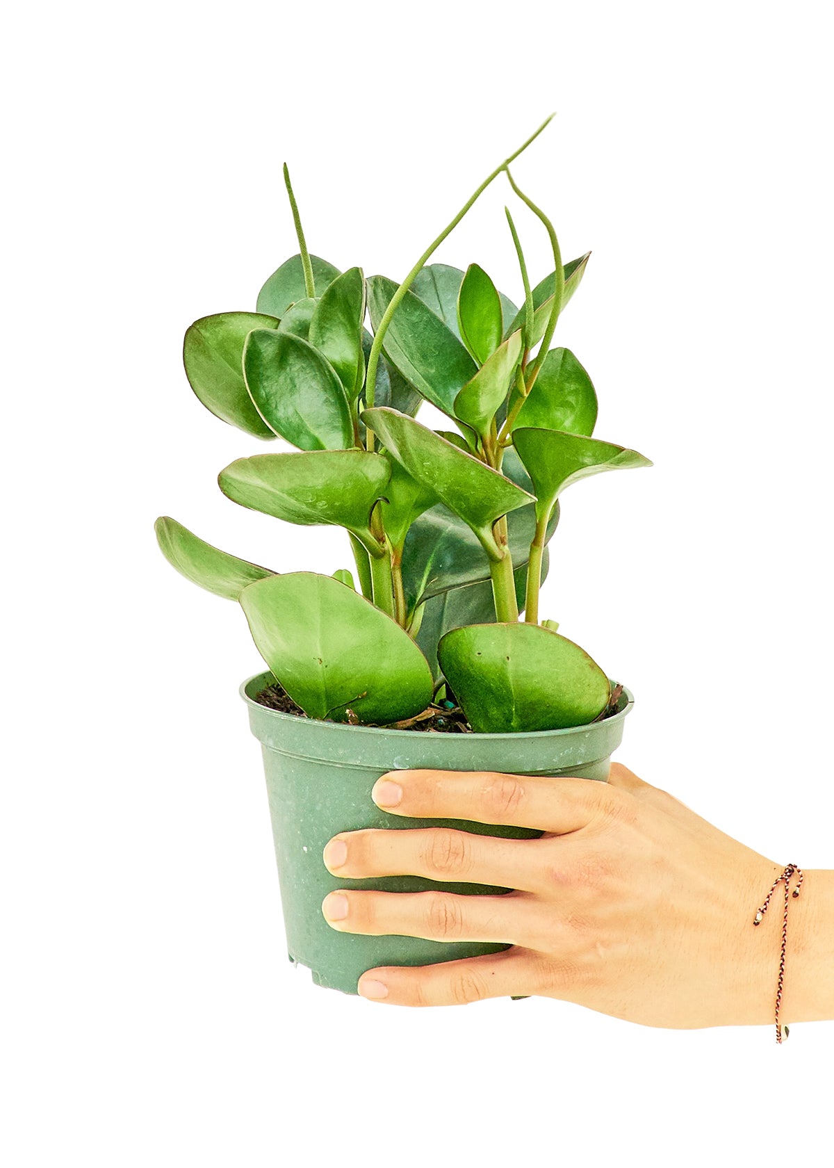 Baby Rubber Plant, Medium - growthings plant co.