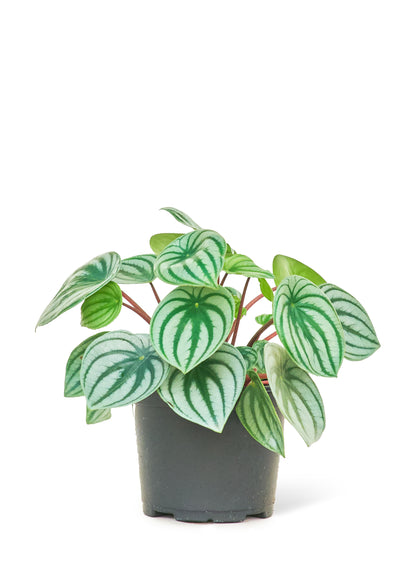 Watermelon Peperomia, Medium - growthings plant co.