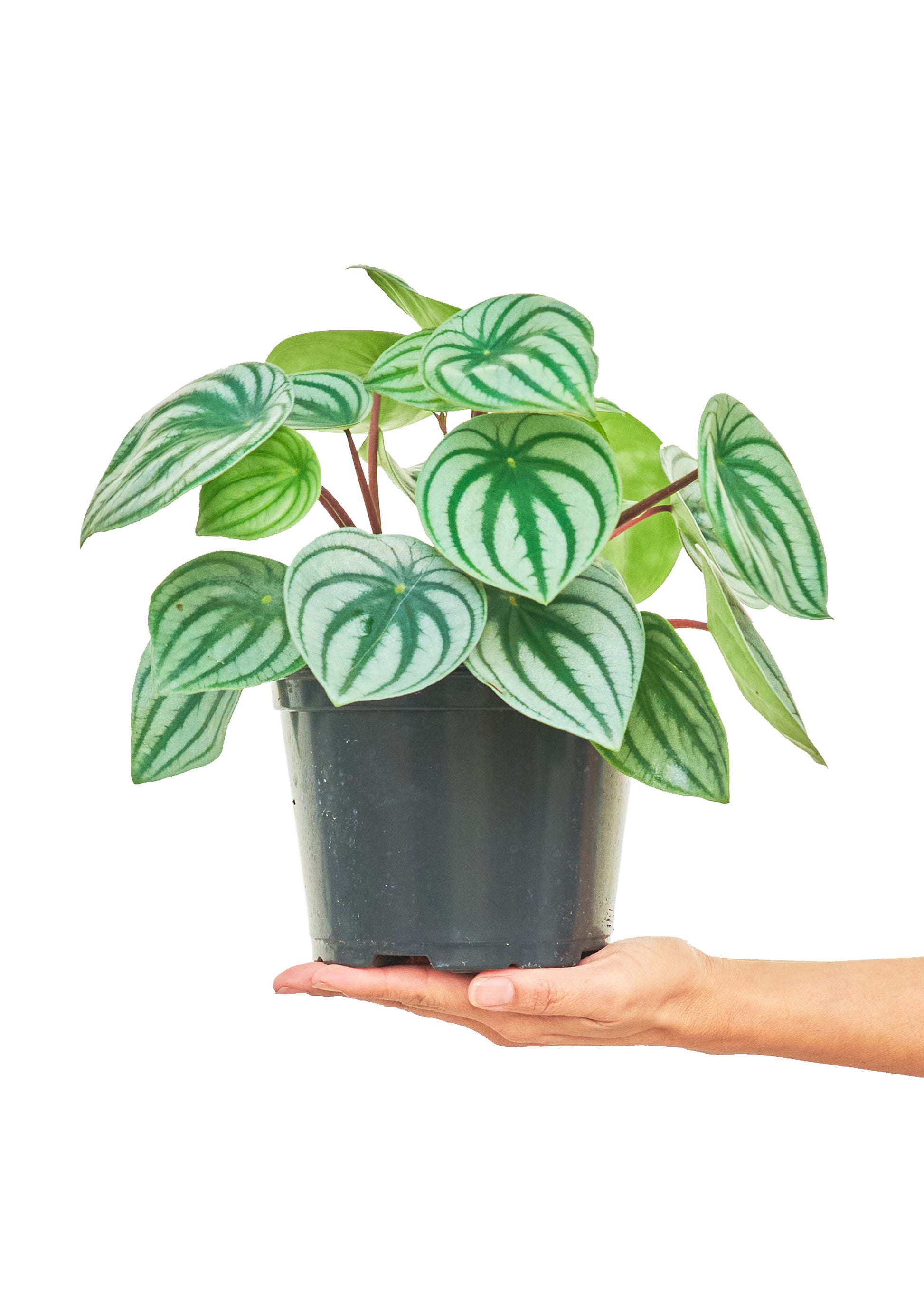 Watermelon Peperomia, Medium - growthings plant co.