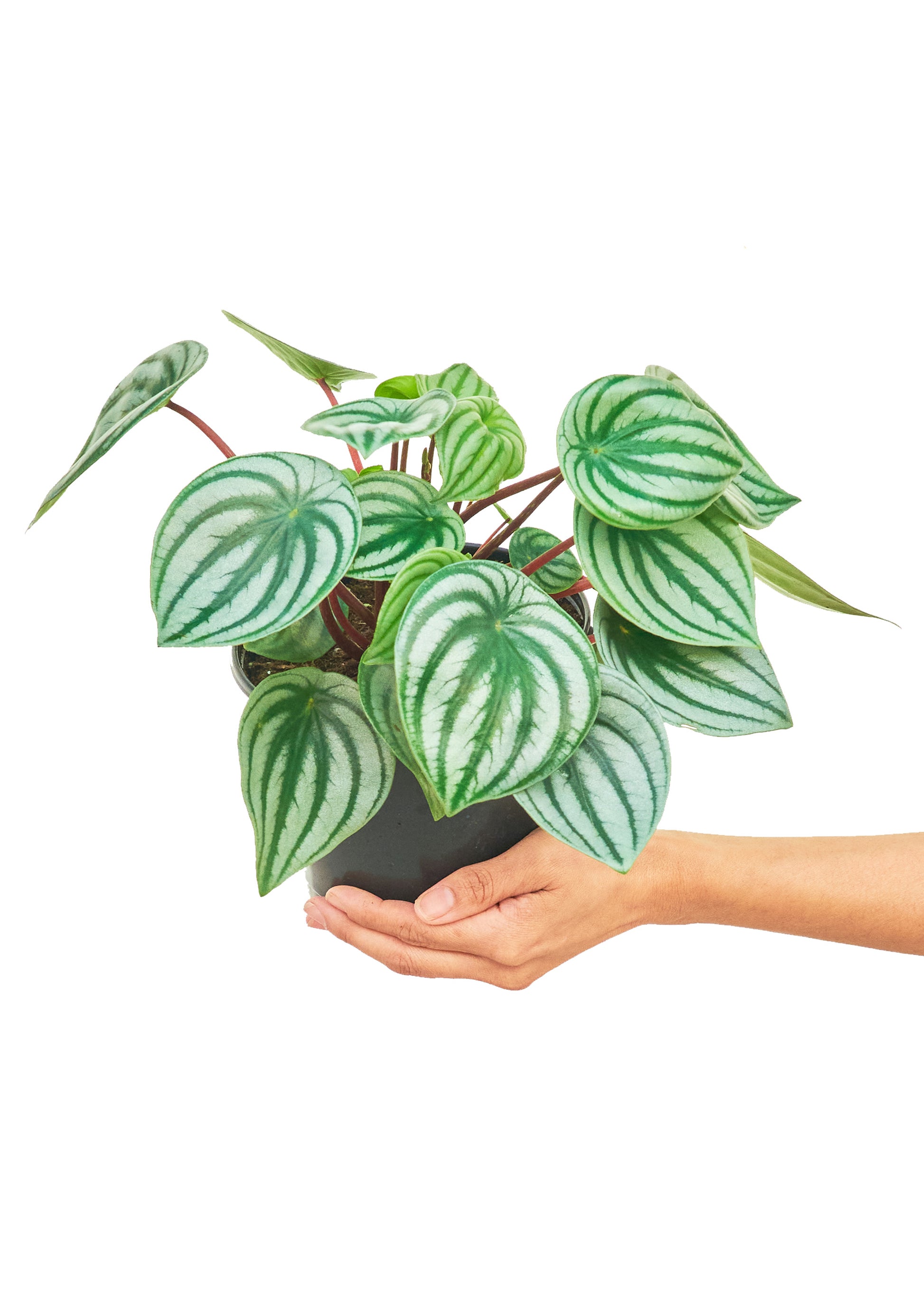 Watermelon Peperomia, Medium - growthings plant co.