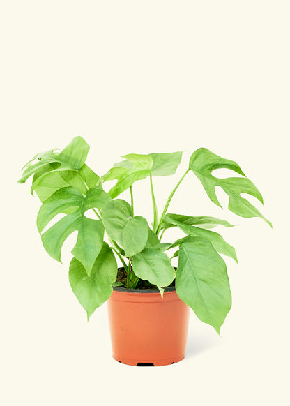 Mini Monstera, Medium - growthings plant co.