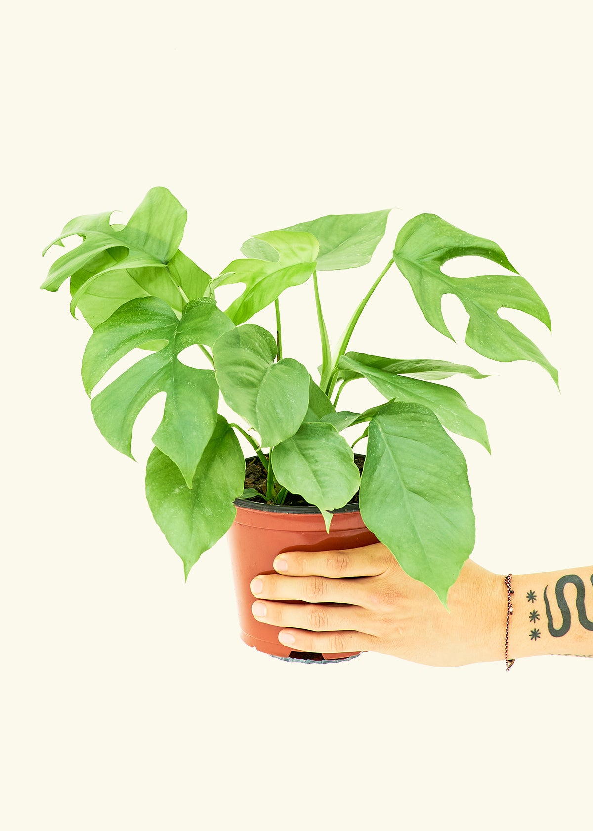 Mini Monstera, Medium - growthings plant co.