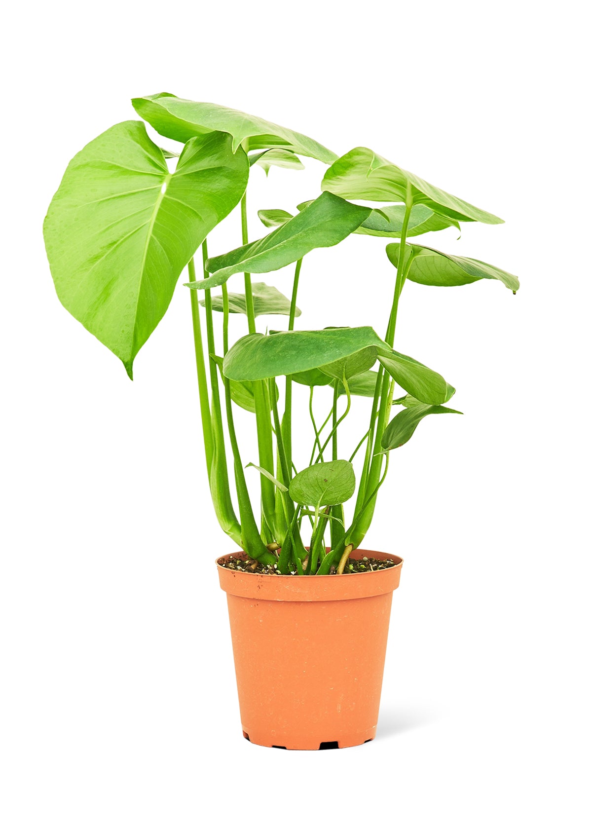 Monstera Deliciosa, Medium - growthings plant co.