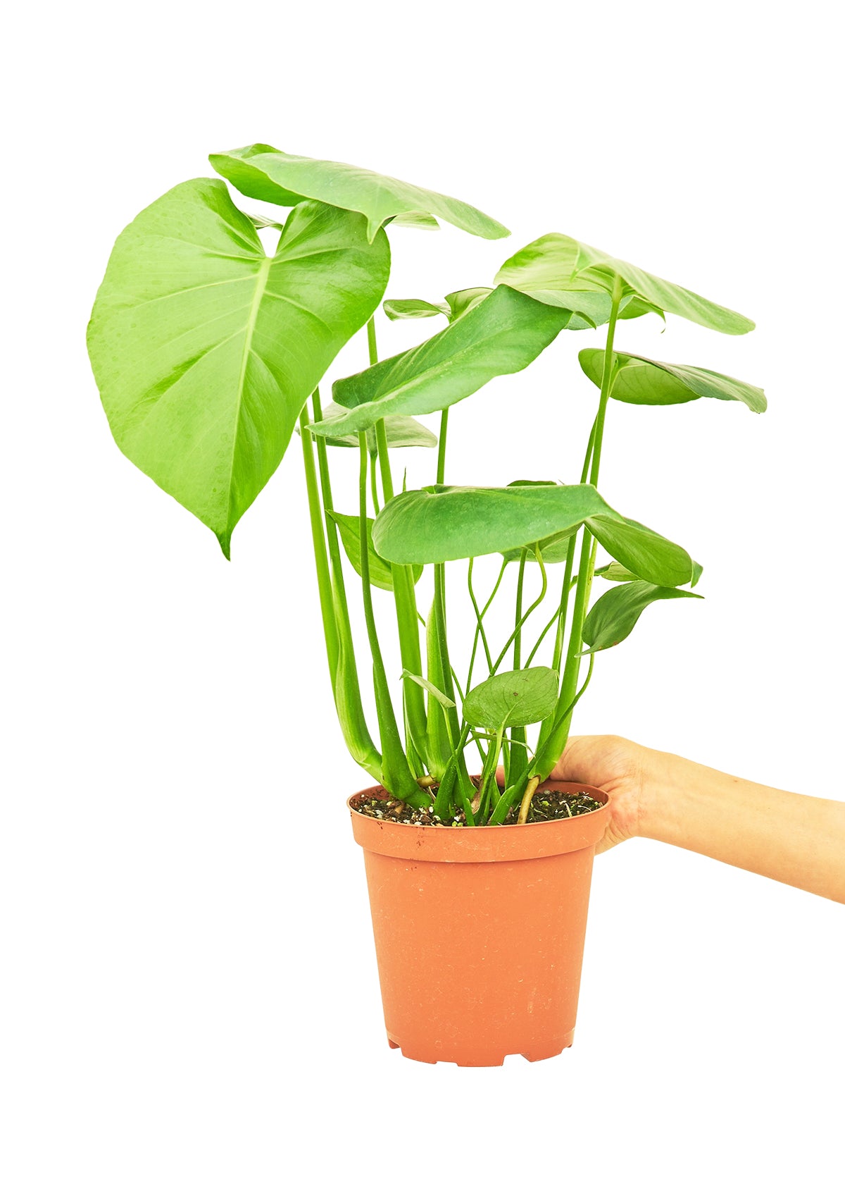 Monstera Deliciosa, Medium - growthings plant co.