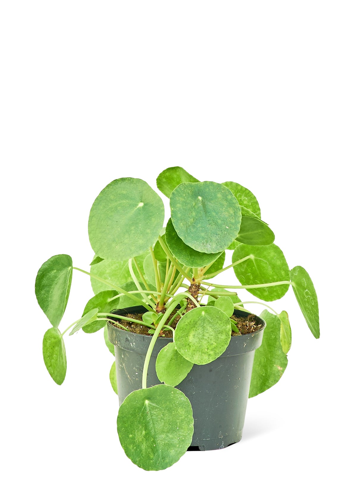 Chinese Money Plant, Medium - growthings plant co.