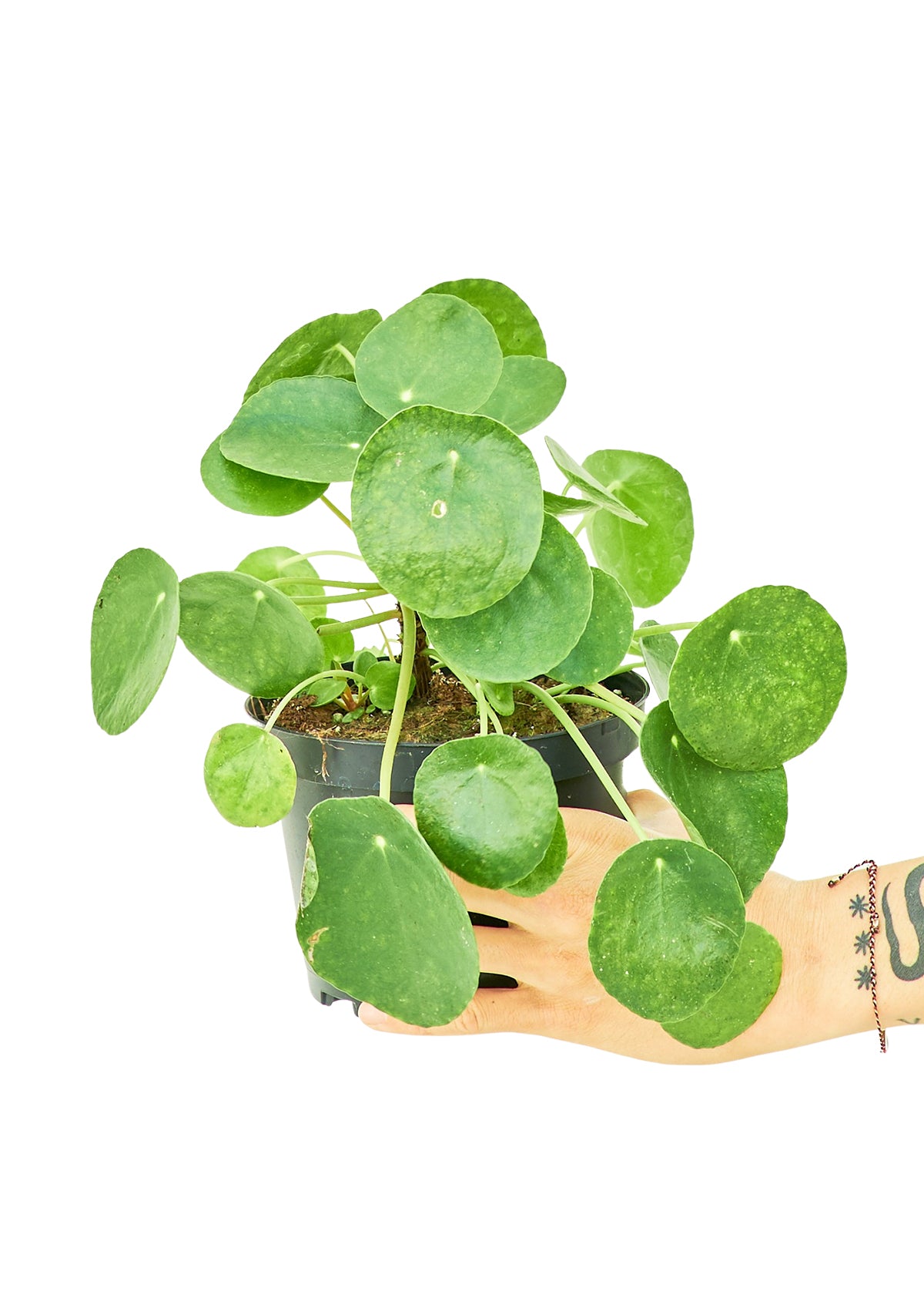 Chinese Money Plant, Medium - growthings plant co.