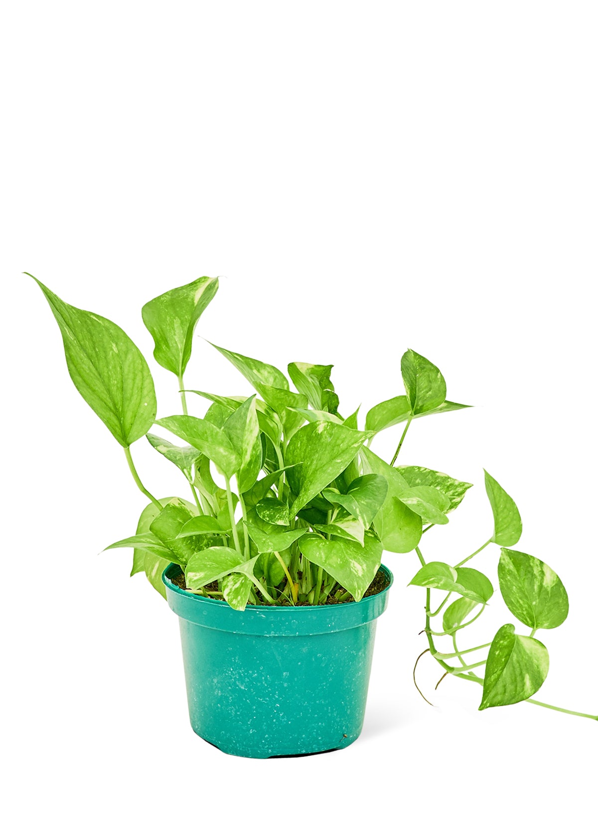 Golden Pothos, Medium - growthings plant co.