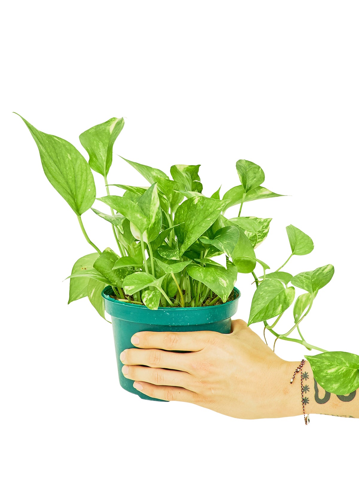 Golden Pothos, Medium - growthings plant co.