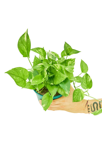 Golden Pothos, Medium - growthings plant co.