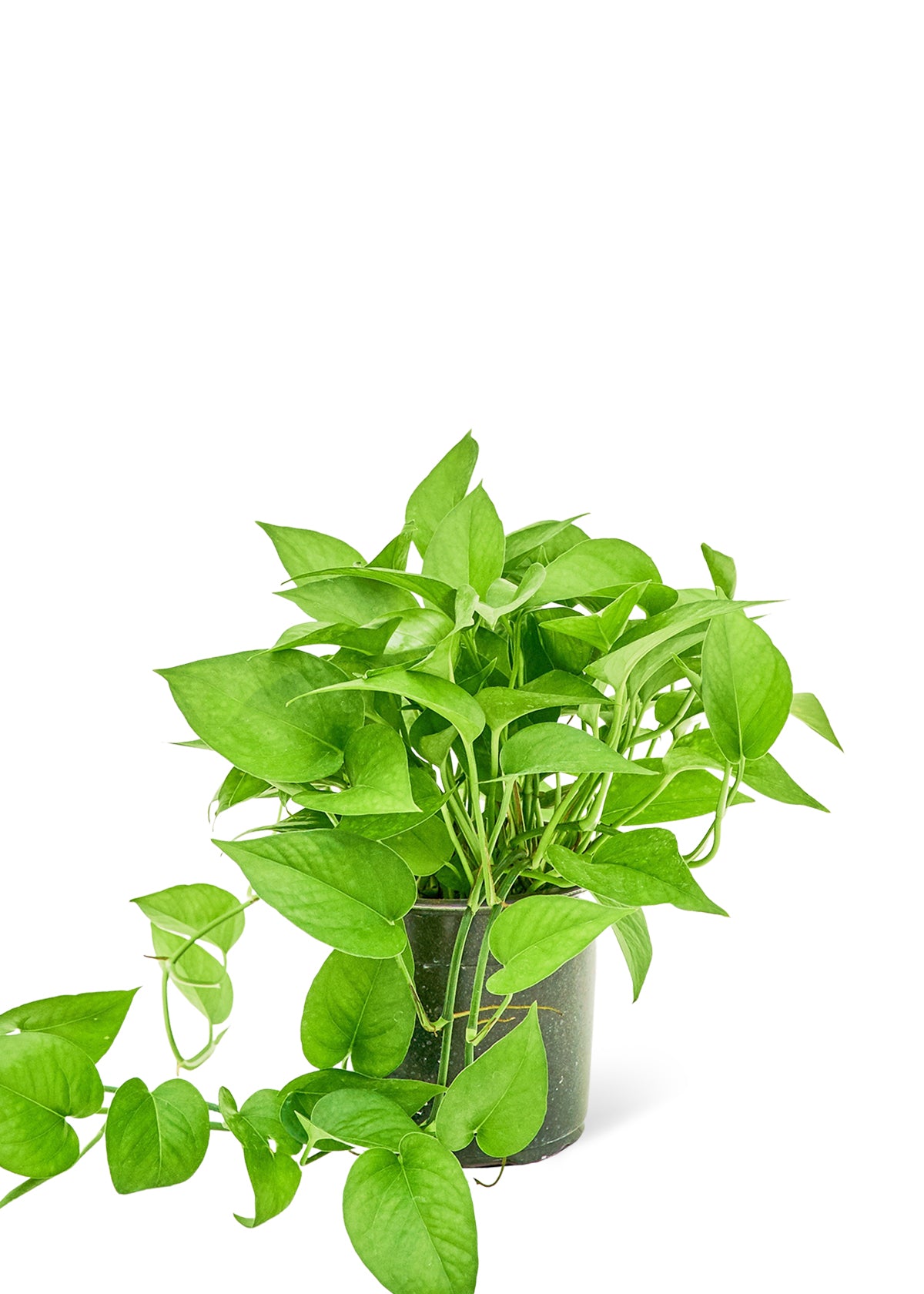 Pothos 'Jade', Medium - growthings plant co.