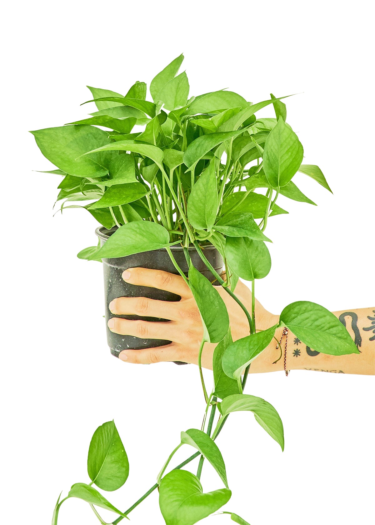 Pothos 'Jade', Medium - growthings plant co.