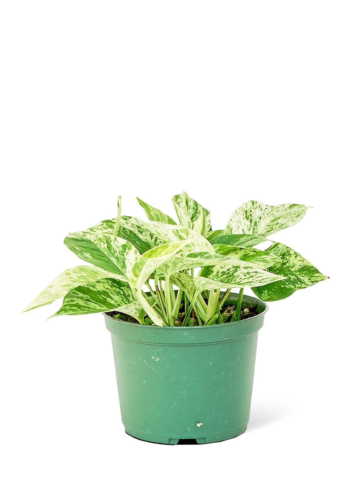 Pothos 'Marble Queen', Medium - growthings plant co.