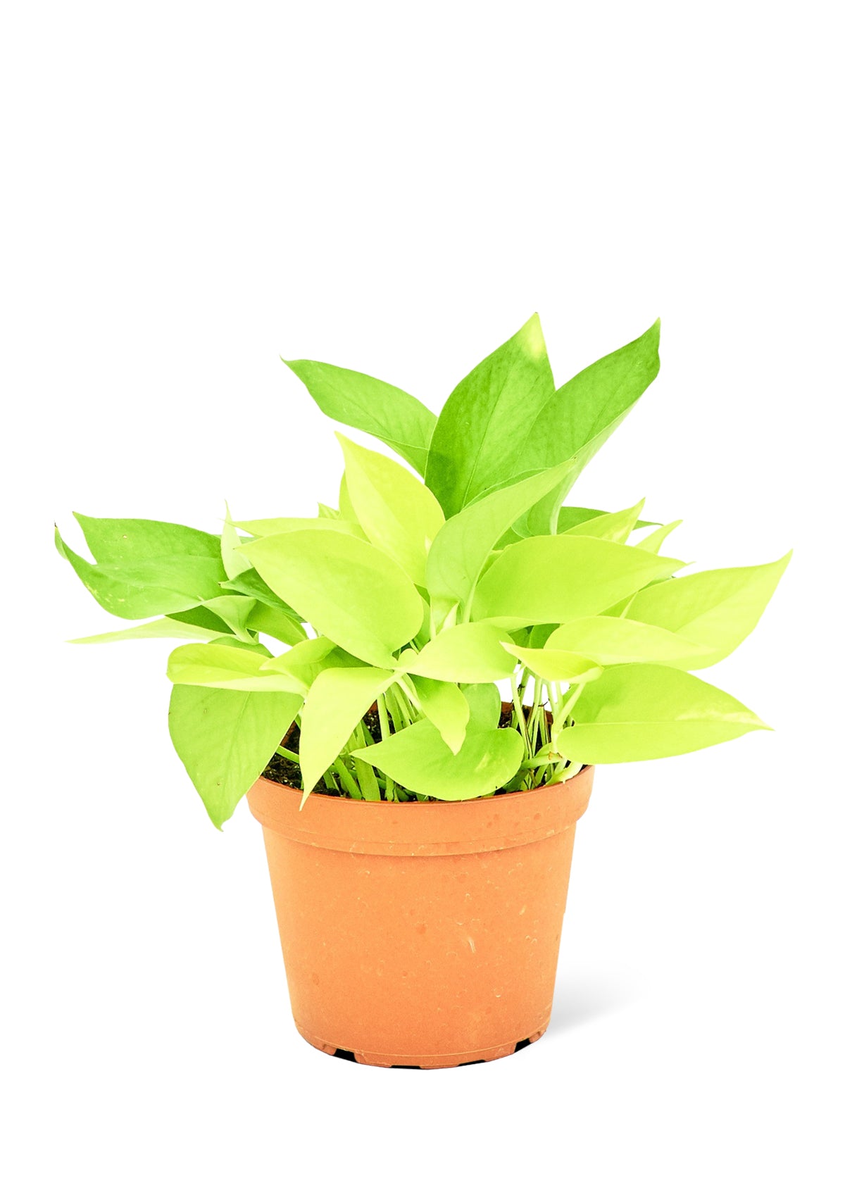 Neon Pothos, Medium - growthings plant co.