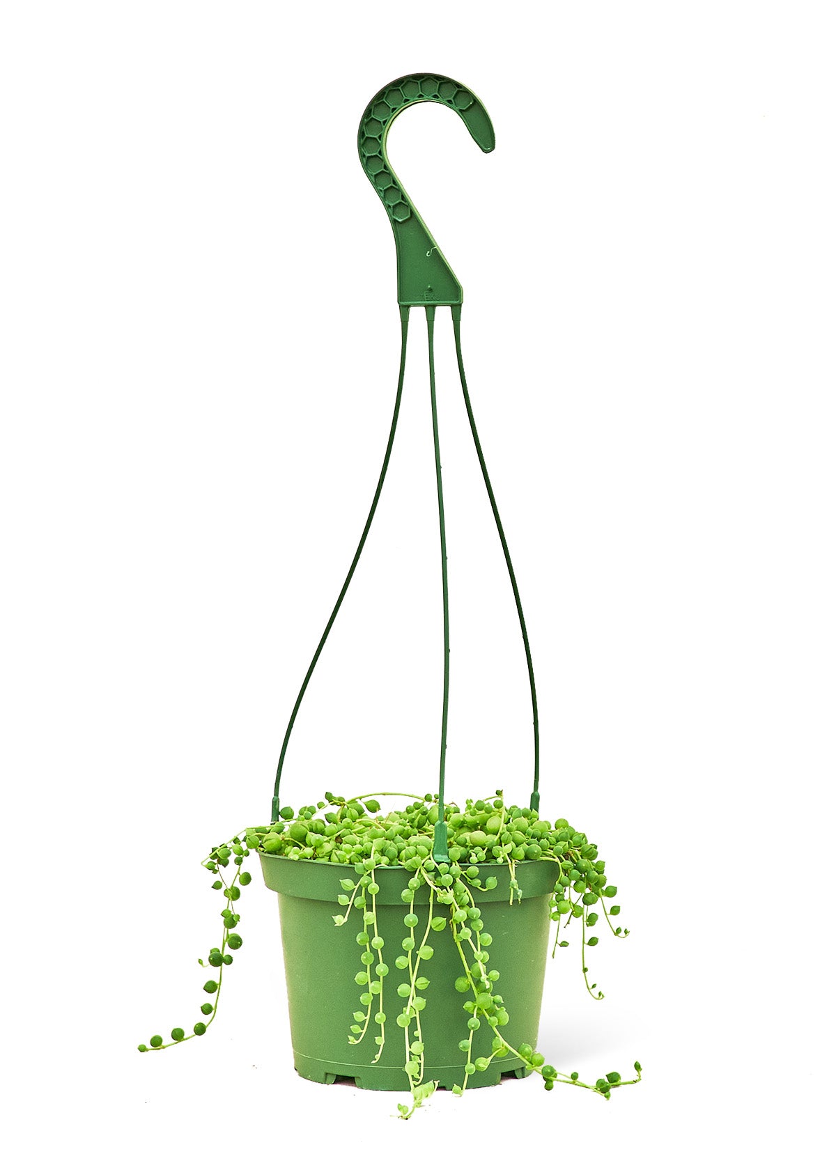 String of Pearls, Medium - growthings plant co.