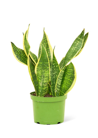 Snake Plant 'Laurentii', Medium - growthings plant co.