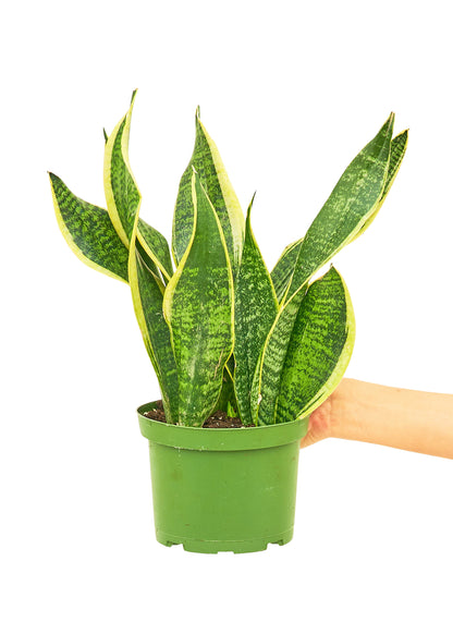 Snake Plant 'Laurentii', Medium - growthings plant co.