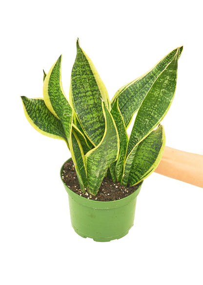 Snake Plant 'Laurentii', Medium - growthings plant co.