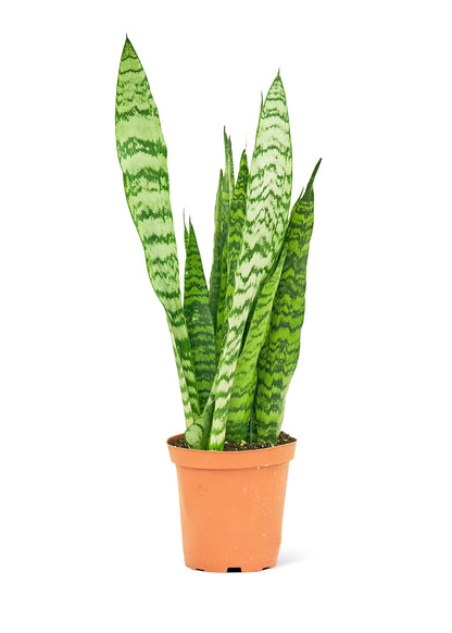 Snake Plant 'Zeylanica', Medium - growthings plant co.