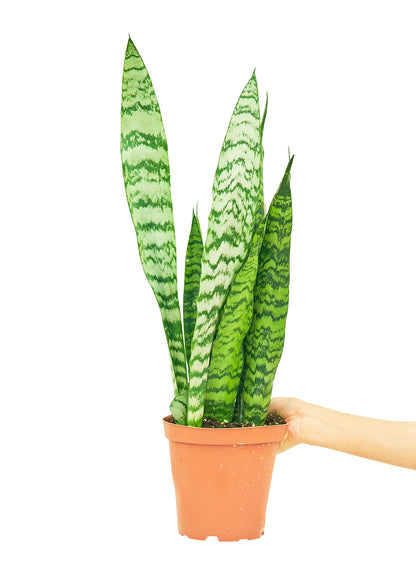 Snake Plant 'Zeylanica', Medium - growthings plant co.