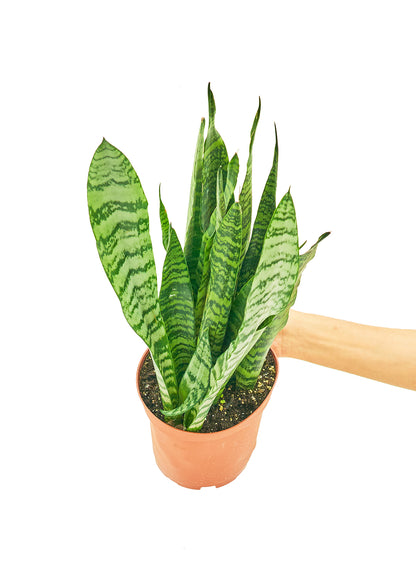 Snake Plant 'Zeylanica', Medium - growthings plant co.