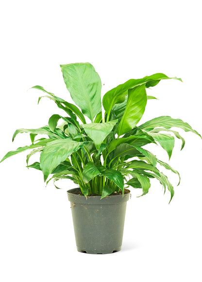 Peace Lily, Medium - growthings plant co.