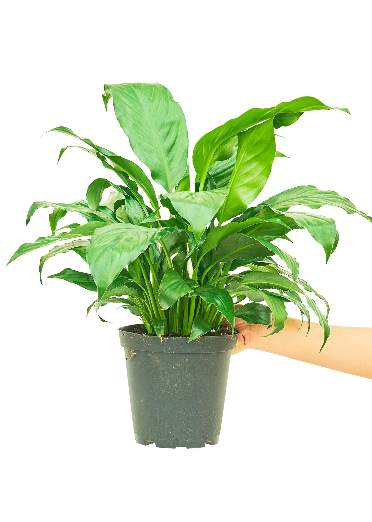 Peace Lily, Medium - growthings plant co.