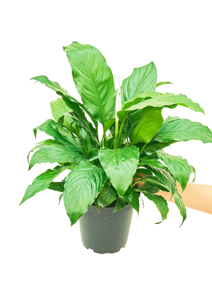 Peace Lily, Medium - growthings plant co.