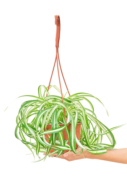 Spider Plant 'Bonnie', Medium - growthings plant co.