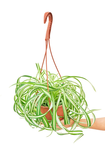 Spider Plant 'Bonnie', Medium - growthings plant co.